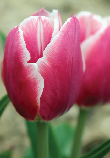 Cerise Gris-de-Lin tulip heirloom bulbs #1