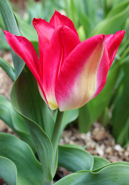 Joost van de Vondel tulip heirloom bulbs #1