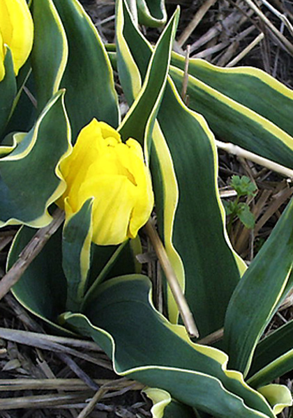 Mon Tresor Bontlof tulip heirloom bulbs #1