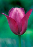 Professor Schotel tulip heirloom bulbs