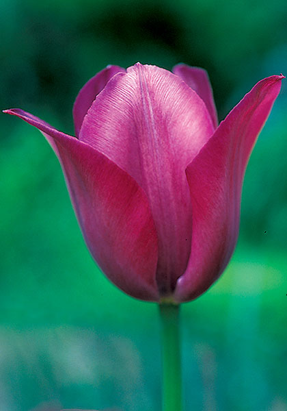 Professor Schotel tulip heirloom bulbs #1