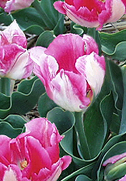 Rose Gris-de-Lin tulip heirloom bulbs #1