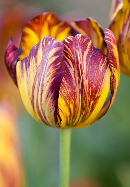 Royal Sovereign tulip heirloom bulbs #1