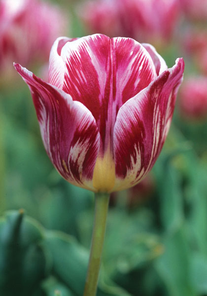 Spaendonck tulip heirloom bulbs #1