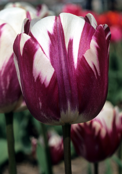 Striped Sail tulip heirloom bulbs #1