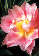 Theeroos tulip heirloom bulbs