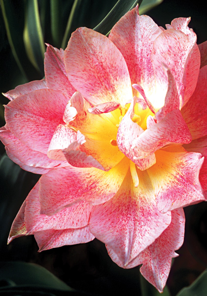 Theeroos tulip heirloom bulbs #1