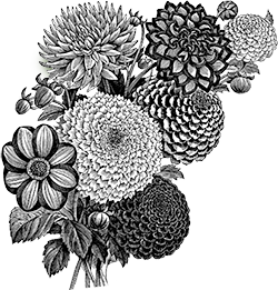 Decorative dahlias