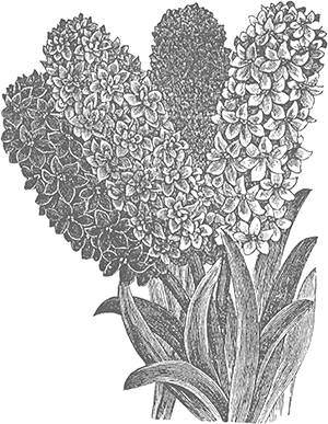 Decorative flowers